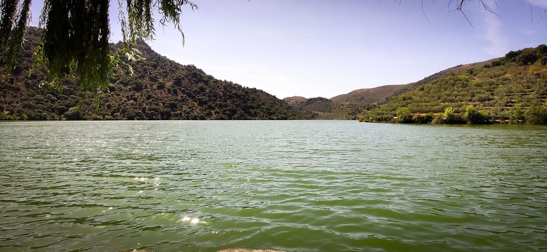 O rio Douro entre montes, visto da margem sob um salgueiro